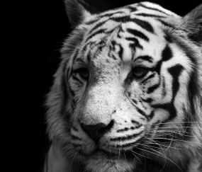 开云体育官网-北欧寒夜惊现南美风暴，厄瓜多尔双星制霸瑞典，黄喜灿欧冠半决赛上演亚洲奇迹