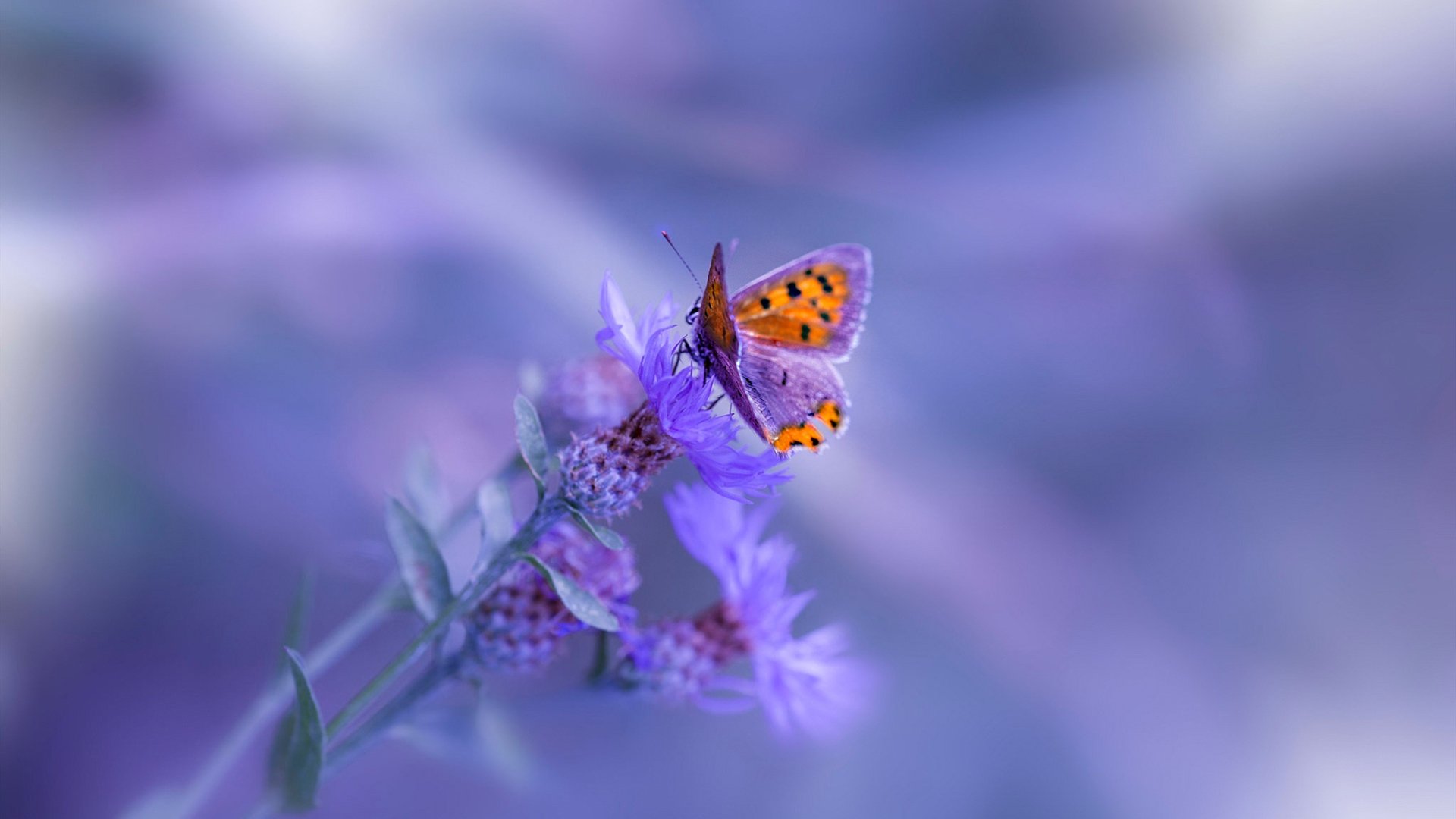 基米希制胜一击，埃及制霸贝蒂斯书写欧冠新篇章