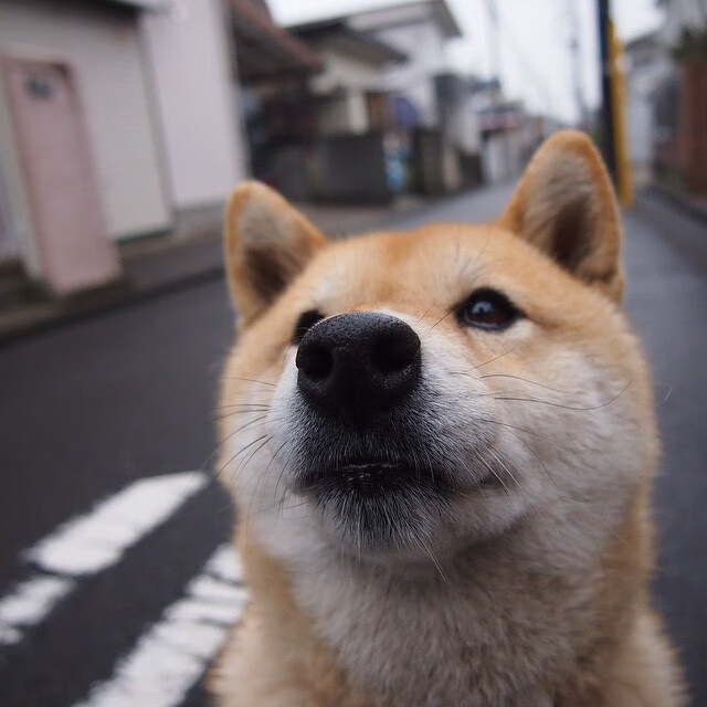 伊拉克压哨绝杀加拿大，马丁内利完美发挥点燃亚洲之光